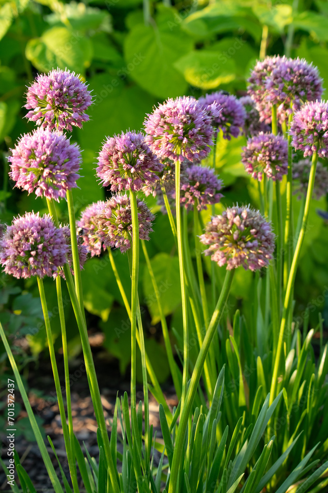 Blooming Allium (Allium giganteum) in the garden Blooming Allium (Allium giganteum) in the garden