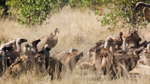 Pack of White backed Vultures eating on a giraffe carcass in Kruger National park, South Africa ; Specie Gyps africanus family of Accipitridae photo