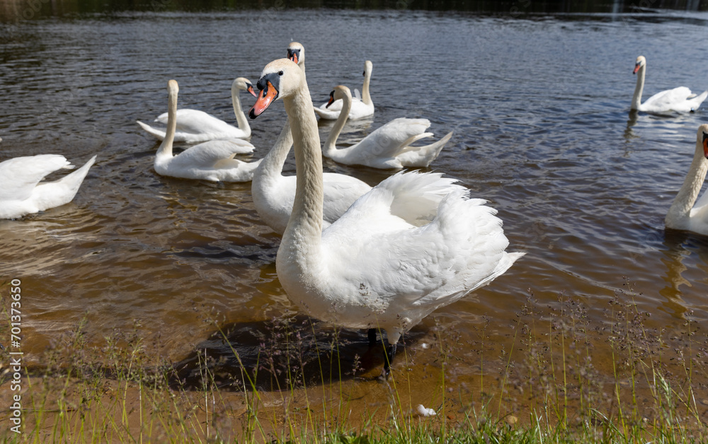 a large number of white swans on the lake in summer a large number of white swans on the lake in summer