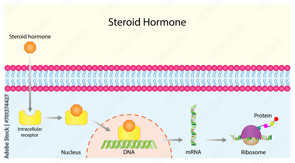 Steroid hormones mechanism of action. Steroids Bind to an intracellular receptor. Hormone-receptor complex activate gene transcription in the nucleus, followed by protein synthesis. Vector diagram.