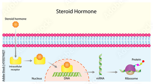 Steroid hormones mechanism of action. Steroids Bind to an intracellular receptor. Hormone-receptor complex activate gene transcription in the nucleus, followed by protein synthesis. Vector diagram.