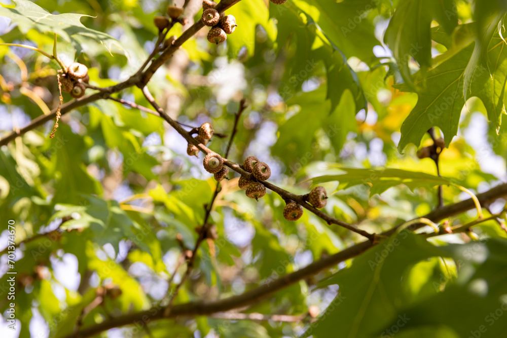 beautiful oak tree foliage with green foliage beautiful oak tree foliage with green foliage