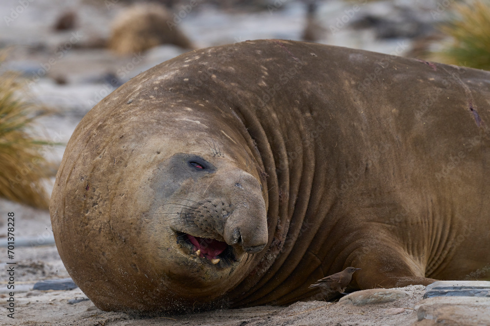Fototapeta premium Male Southern Elephant Seal (Mirounga leonina) on Sea Lion Island in the Falkland Islands.