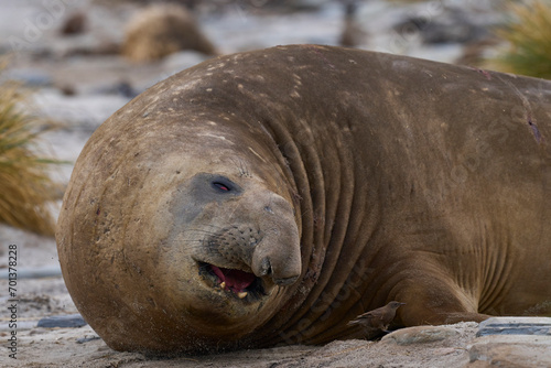 Male Southern Elephant Seal (Mirounga leonina) on Sea Lion Island in the Falkland Islands.