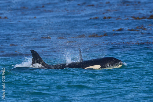 Killer whale (Orcinus orca) hunting elephant seals off the coast of Sea Lion Island in the Falkland Islands.