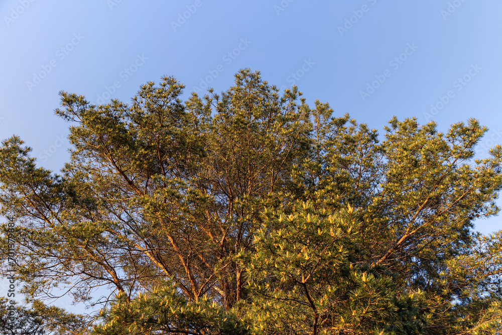 pine tree in clear spring weather at sunset pine tree in clear spring weather at sunset