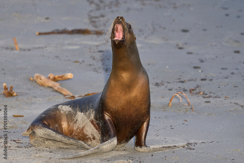 Naklejka premium Southern Sea Lion (Otaria flavescens) on the coast of Sea Lion Island in the Falkland Islands.