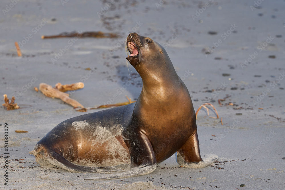 Obraz premium Southern Sea Lion (Otaria flavescens) on the coast of Sea Lion Island in the Falkland Islands.