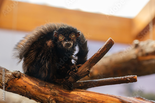 Blue-eyed black lemur photo