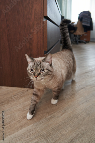 a beautiful gray inquisitive cat walks around the apartment, stretching its paw forward