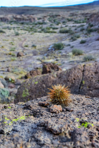 Engelmann's hedgehog cactus (Echinocereus engelmannii), Arizona cacti