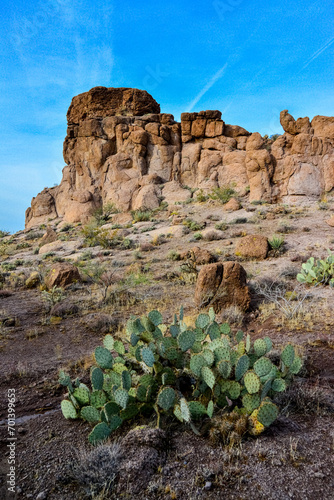 Arizona Cacti, Engelmann prickly pear, cactus apple (Opuntia engelmannii), cacti in the winter in the mountains photo