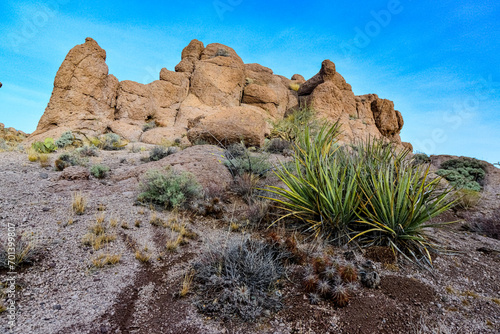 Agava, Echinocereus - Desert landscape with cacti, Mountain erosion formations of red mountain sandstones, Arizona
