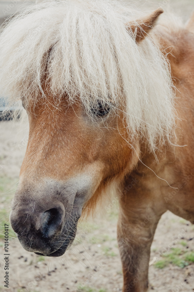 Obraz premium Portrait von einem Pony auf einer Koppel in den Nierlanden