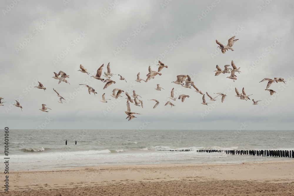 Gruppe fliegender Möwen am Strand von Domburg (Zeeland, Niederlande)