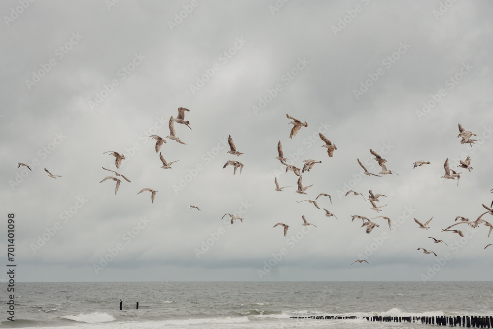 Gruppe fliegender Möwen am Strand von Domburg (Zeeland, Niederlande)