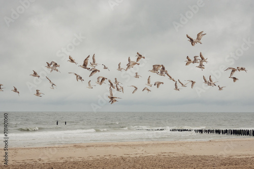 Gruppe fliegender M  wen am Strand von Domburg  Zeeland  Niederlande 