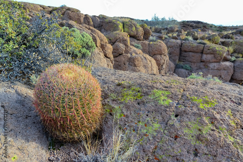 California barrel cactus, compass barrel (Ferocactus cylindraceus), cacti grow on stones in the desert. Arizona Cacti photo