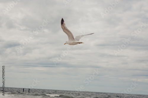 Weiße Möwe fliegt über das Meer (Domburg, Zeeland, Niederlande)