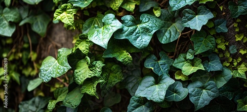 A close-up of a leafy green plant with a focus on the leaves. Generative AI photo