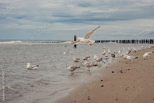 Auffliegende Möwen am Strand von Domburg (Zeeland, Niederlande) bei stürmischem Wetter photo