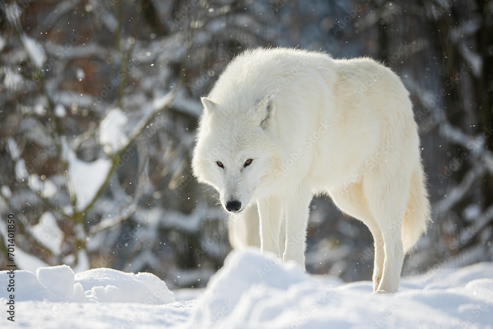 male Arctic wolf (Canis lupus arctos) gaze fixed male Arctic wolf (Canis lupus arctos) gaze fixed