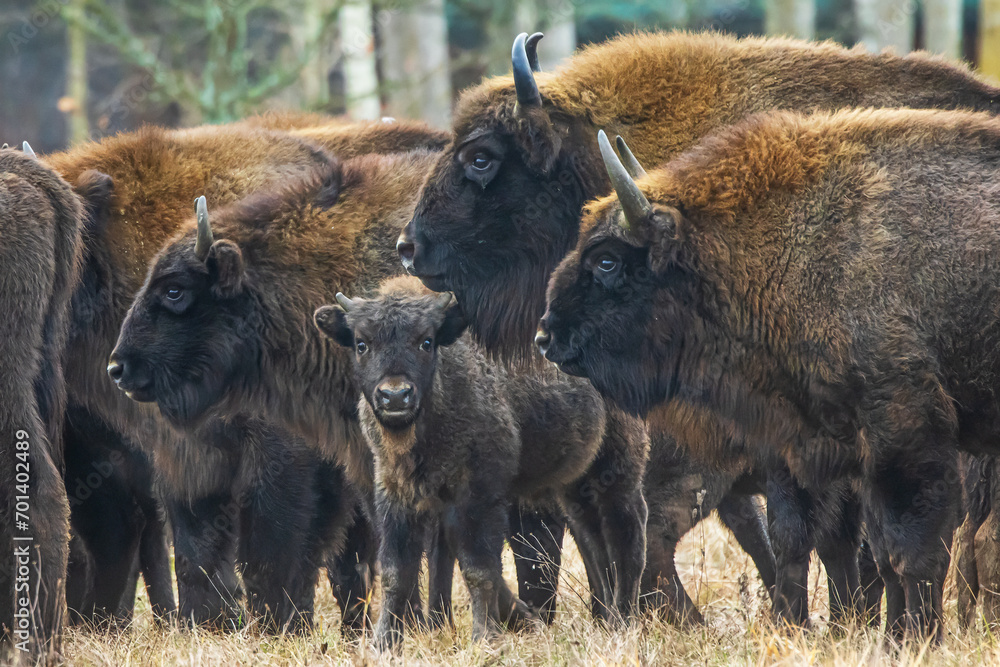 The European bison (Bison bonasus) or the European wood bison detail of adults with cub The European bison (Bison bonasus) or the European wood bison detail of adults with cub
