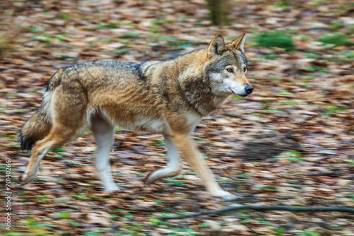 Eurasian wolf  Canis lupus lupus  fast running