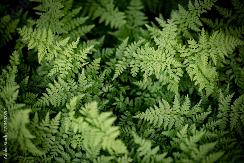Beautiful green fern foliage on black background  close-up  top view.