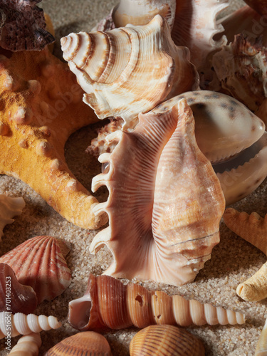 Seashell on clean sand of beach. Close up, beach sand texture. Beach sand texture in summer sun. banner