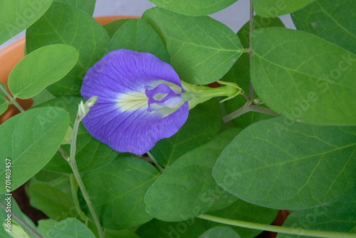 Top view of blue Shankapushpi flower.
