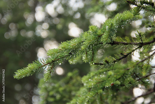 Drops on an Evergreen