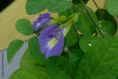 Two blue Shankapushpi flowers in the creeper.