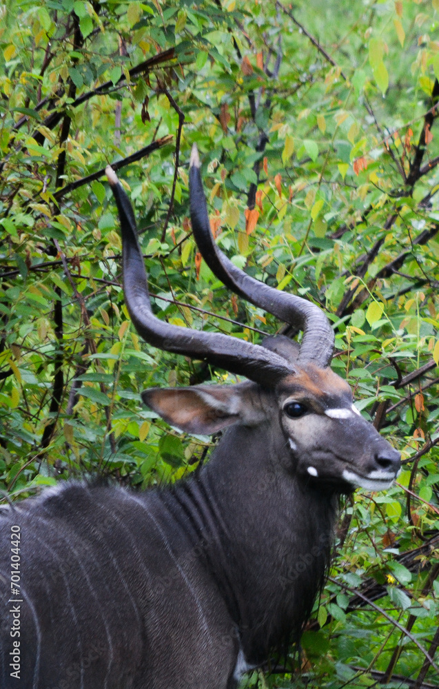 Nyala Nyala