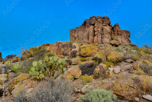 Pancake prickly pear, dollarjoint prickly pear (Opuntia chlorotica), cacti in the winter in the mountains. Arizona cacti