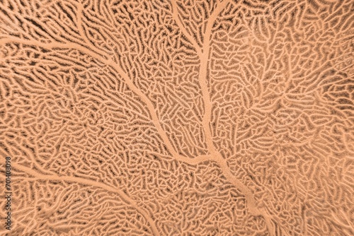 Organic texture of Sea Fan coral  Gorgonia in trendy color Peach Fuzz  color of the year 2024. Abstract background