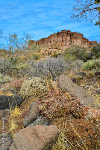 Engelmann's hedgehog cactus (Echinocereus engelmannii), Arizona cacti photo