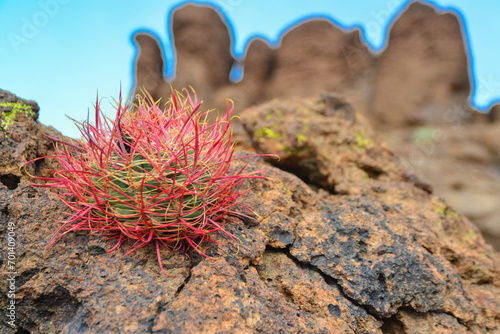 California barrel cactus, compass barrel (Ferocactus cylindraceus), cacti grow on stones in the desert. Arizona Cacti photo