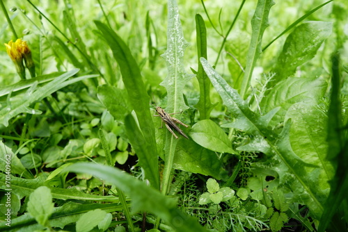 Grasshopper on grass in garden