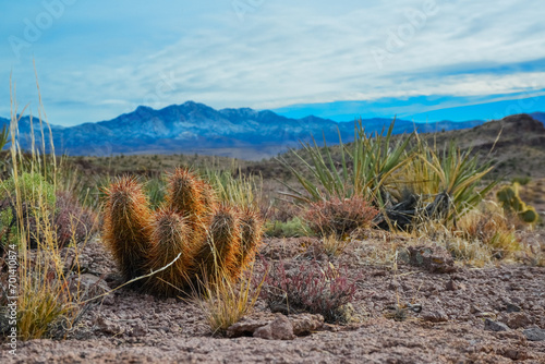 Engelmann's hedgehog cactus (Echinocereus engelmannii), Arizona cacti photo