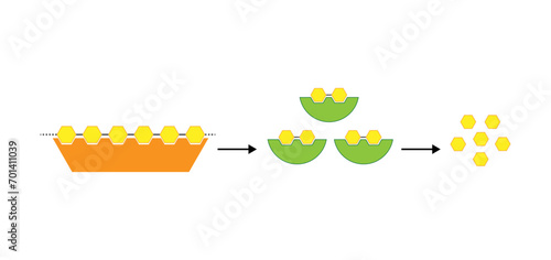 Carbohydrates Digestion. Amylase and Maltase Enzymes catalyze Polysaccharide Starch Molecule to Disaccharide Maltose Molecules, glucose Sugar Formation. Scientific Diagram. Vector Illustration.