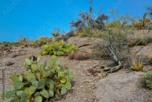 Pancake prickly pear, dollarjoint prickly pear (Opuntia chlorotica), cacti in the winter in the mountains. Arizona cacti photo