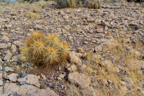 Arizona cacti  Engelmann s hedgehog cactus  Echinocereus engelmannii   USA