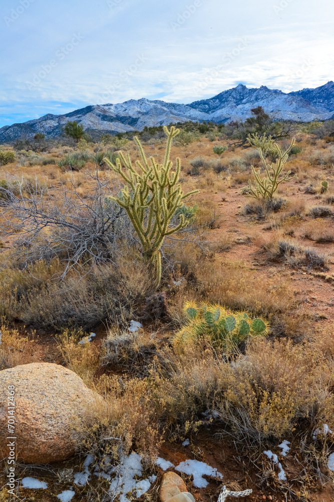 Cacti in a mountain valley, Teddy bear cholla (Cylindropuntia sp.) and other cold-resistant plants and cacti, Arizona
