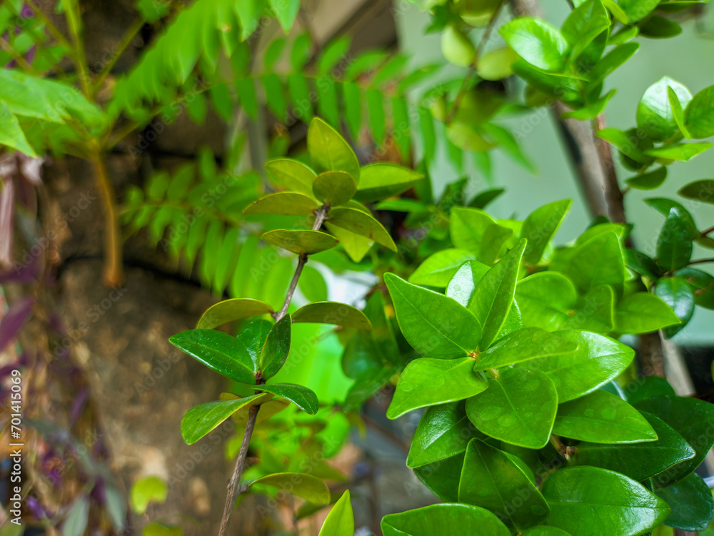 a close up of small green leaves a close up of small green leaves