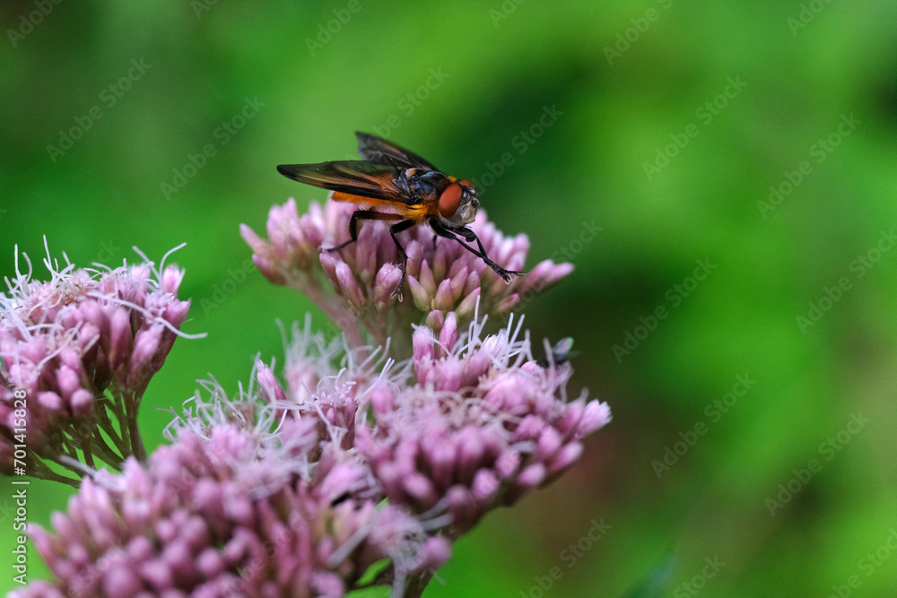 Nature photo of a colorful fly on a pink flower and green blurred background - Stockphoto Nature photo of a colorful fly on a pink flower and green blurred background - Stockphoto