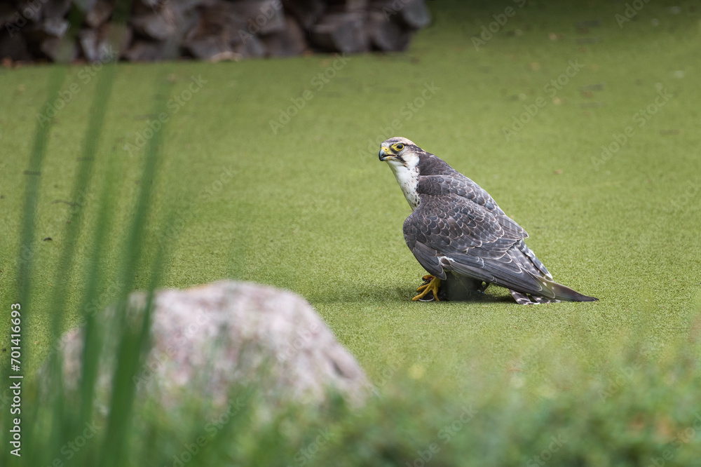 Obraz premium The lanner falcon, a medium-sized bird of prey in the bird show