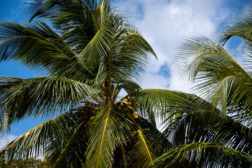 A coconut tree against the blue skies of Barbados © Roger Utting