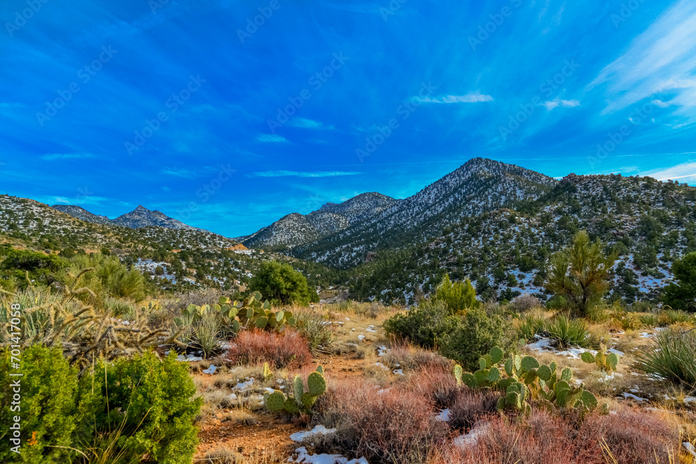 Coniferous forest and snow-capped mountains against a blue sky, frost-resistant cacti Coniferous forest and snow-capped mountains against a blue sky, frost-resistant cacti