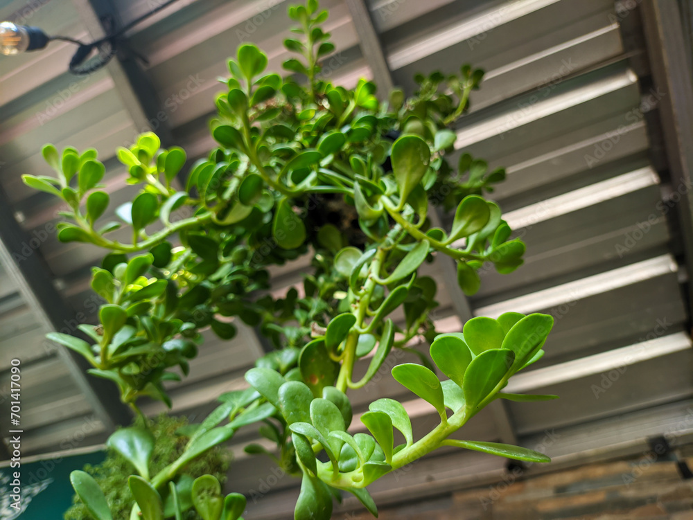a hanging kleinia petraea plant a hanging kleinia petraea plant